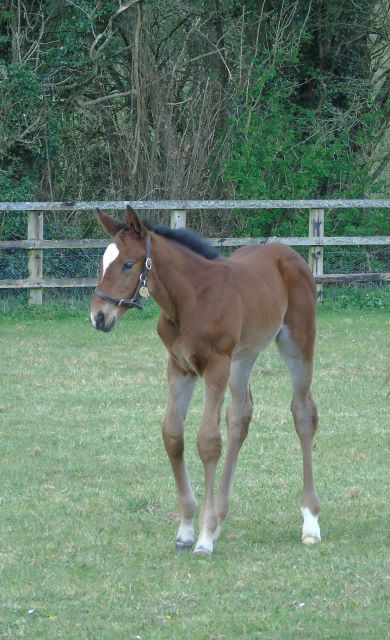 2021 colt by Lope de Vega